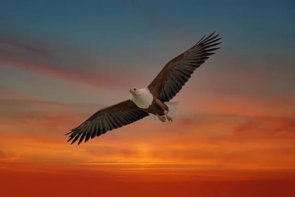 Afrikanischer Fischadler Haliaeetus Vozifer Brauner Vogel Mit Weißkopffliege Adlerflug Über — Stockfoto