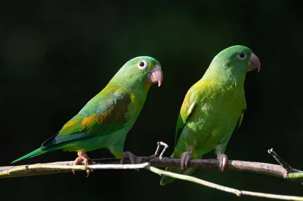 Orange Chinned Parakeet Brotogeris Jugularis Also Known Tovi Parakeet Small — Foto Stock