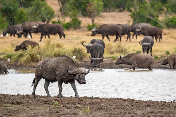 Big Old Cape Buffalo Dagga Bull Syncerus Caffer Open Grass — Stockfoto