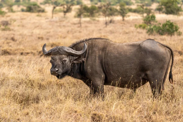 Big Old Cape Buffalo Dagga Bull Syncerus Caffer Open Grass —  Fotos de Stock