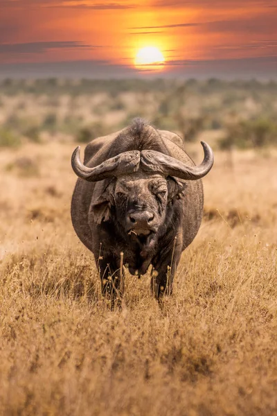 Big Old Cape Buffalo Dagga Bull Syncerus Caffer Open Grass —  Fotos de Stock