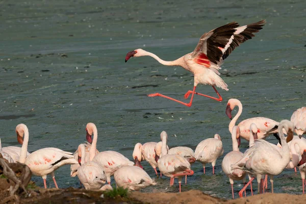 Beautiful Sunset Lakes Baringo Pink Flamingos Foreground — Stock Photo, Image