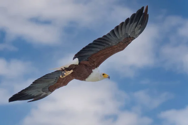 Afrikanischer Fischadler Haliaeetus Vozifer Brauner Vogel Mit Weißkopffliege Adlerflug Über — Stockfoto