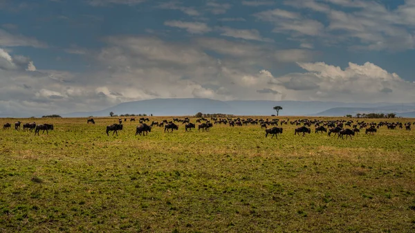 Masai Mara Wildebeest Göç Tanzanya Afrika — Stok fotoğraf