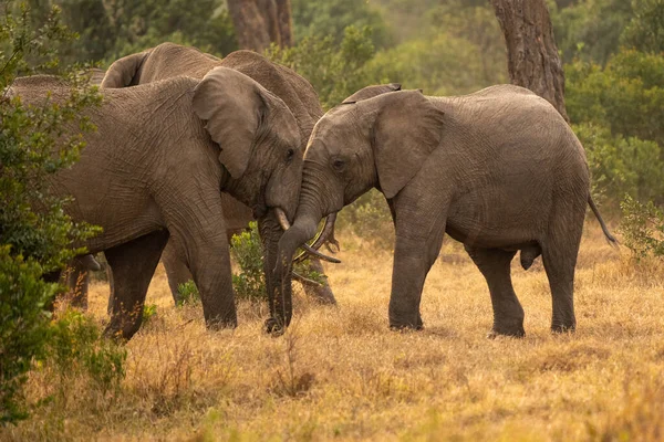 Clsoe African Bush Elephants Walking Road Wildlife Reserve Maasai Mara — Fotografia de Stock