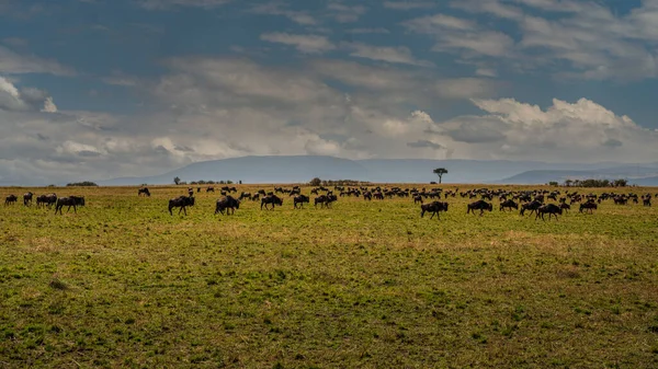 Masai Mara Wildebeest Göç Tanzanya Afrika — Stok fotoğraf