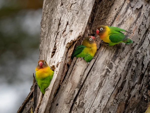 Parrot Agapornis Fischeri Nuzzle Each Other Ngorongoro Conservation Area Tanzania — Photo