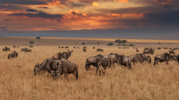 Masai Mara Gnus Migration Tansania Afrika — Stockfoto