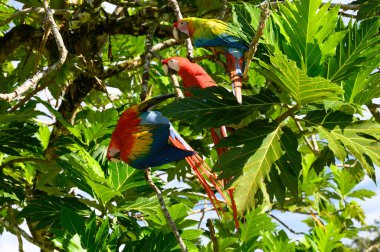 Sarı göğüslü Ara 'nın portresi. (Ara ararauna).