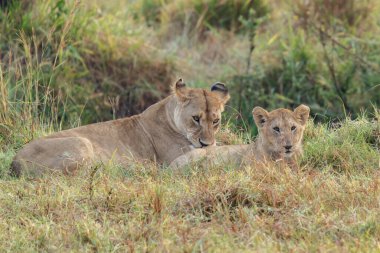 Savannah çim üzerinde yalan büyük aslan. düz ve tepelerin arka planda karakteristik ağaçlarla peyzaj
