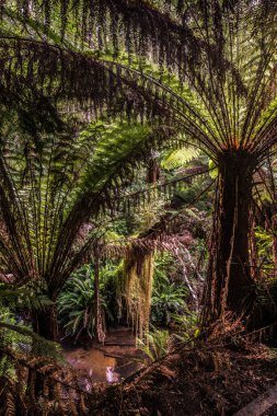 beautiful australian forest in backlight