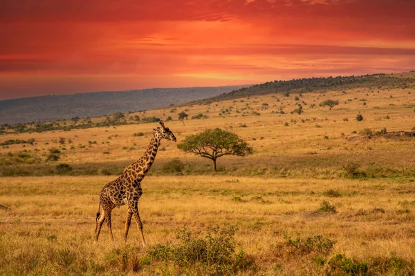 Жираф Перед Национальным Парком Амбосели Кения Масаи Мара Giraffa Reticulata — стоковое фото