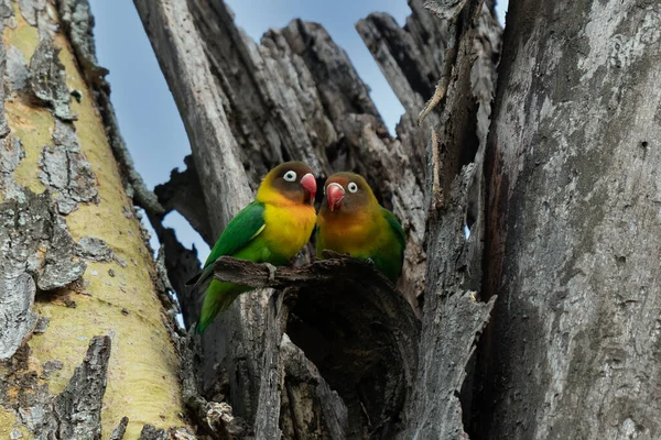 Two Fischer Lovebirds Agapornis Fischeri Nuzzle Each Other Ngorongoro Conservation — Stock Photo, Image