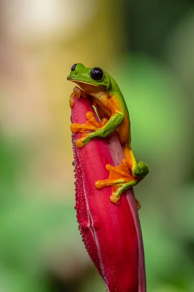 Der Gleitende Laubfrosch Agalychnis Spurrelli Ist Eine Froscharte Familienhyliden Kommt — Stockfoto