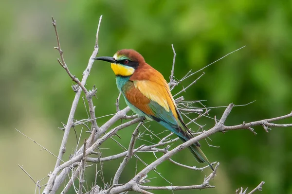 European Bee Eater Merops Apiaster Middle Size Colorful Bird Standing — Foto Stock