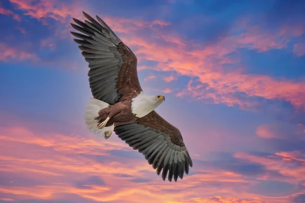 Aquila Pescatrice Africana Haliaeetus Vocifer Uccello Bruno Con Mosca Bianca — Foto Stock