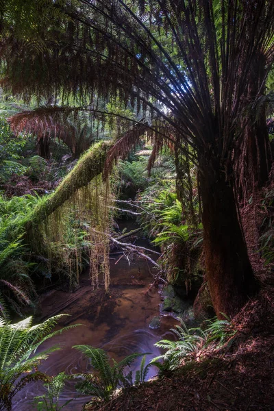 Beautiful Australian Forest Backlight — Foto Stock