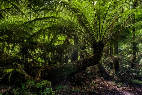 Beautiful Australian Forest Backlight — Photo
