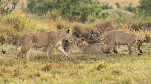 Großer Löwe Auf Savannengras Liegend Landschaft Mit Charakteristischen Bäumen Auf — Stockfoto