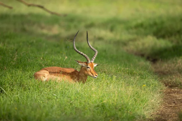 Impala Aepyceros Melampus Maasai Mara Kenya —  Fotos de Stock