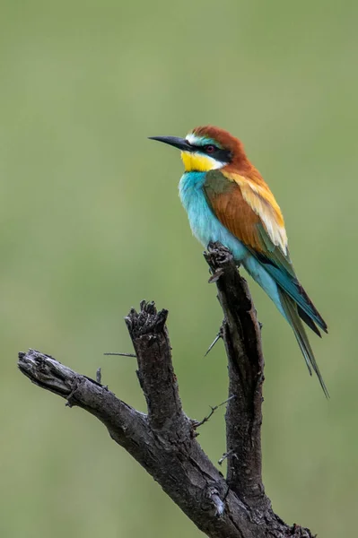 European Bee Eater Merops Apiaster Middle Size Colorful Bird Standing — Stockfoto