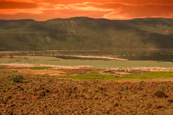 Beautiful Sunset Lake Baringo Pink Flamingos Foreground — Zdjęcie stockowe