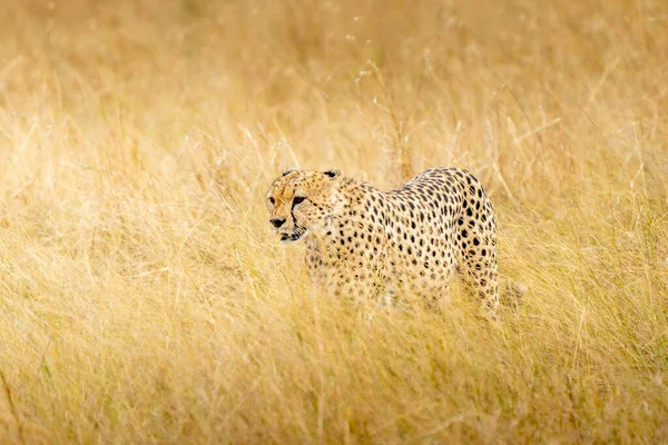 Horizontal Photograph Female Cheetah Acinonyx Jubatus Her Cubs Anthill Lookout — Stok fotoğraf