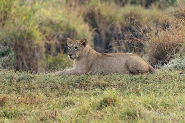 Gran León Yaciendo Sobre Hierba Sabana Paisaje Con Árboles Característicos — Foto de Stock