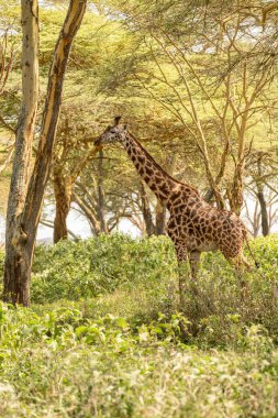 Giraffe in front Amboseli national park Kenya masai mara.(Giraffa reticulata) sunset.