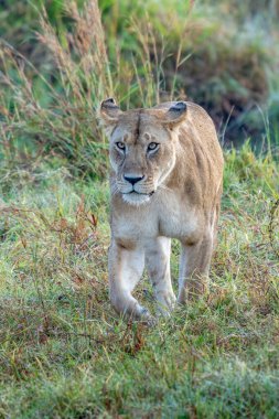 Savannah çim üzerinde yalan büyük aslan. düz ve tepelerin arka planda karakteristik ağaçlarla peyzaj