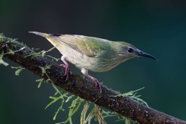 Kolombiya, Kosta Rika ve Panama 'da bulunan Thraupidae familyasındaki doğal yaşam alanları subtropikal veya tropikal nemli ormanlardır..