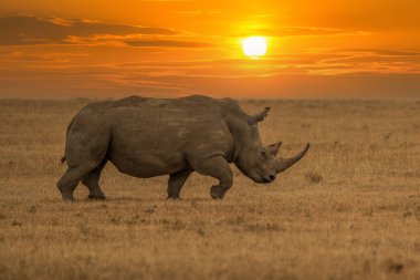 White Rhinoceros Ceratotherium simum Square-lipped Rhinoceros at Khama Rhino Sanctuary Kenya Africa.