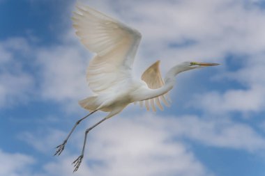 ardea alba/ white heron portrait africa kenya