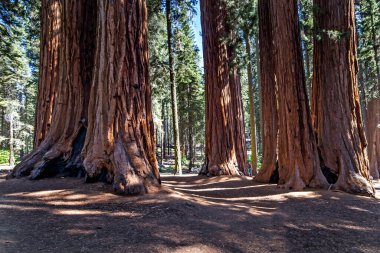 Bebek annesiyle ziyaret Sequoia national park California, ABD