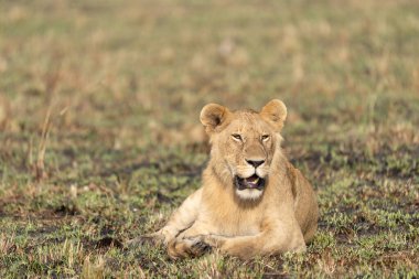 Savannah çim üzerinde yalan büyük aslan. düz ve tepelerin arka planda karakteristik ağaçlarla peyzaj
