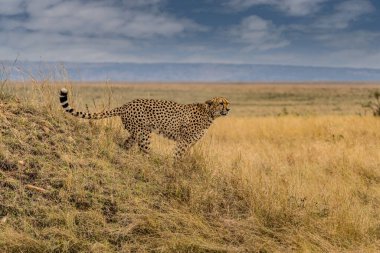 A horizontal photograph of a female Cheetah (acinonyx jubatus) and her cubs on an anthill on the lookout over the plains in the Masai Mara at sunrise