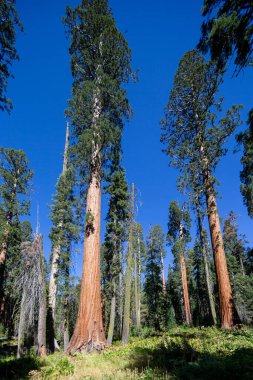Bebek annesiyle ziyaret Sequoia national park California, ABD
