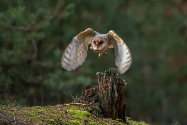狩猟バーンフクロウ素敵な朝の光の中で 野生の自然からの野生動物のシーン 牧草地の上を飛ぶ鳥 イギリス — ストック写真