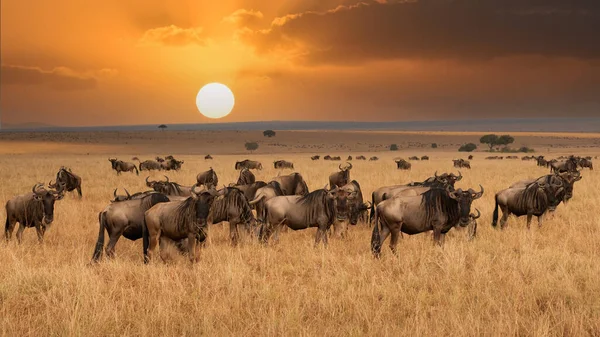 Large Herds Wildebeests African Masai Mara — Stockfoto