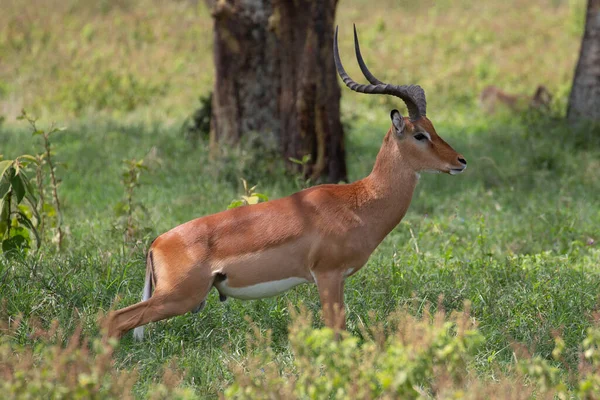 Impala Aepyceros Melampus Maasai Mara Kenya — Zdjęcie stockowe