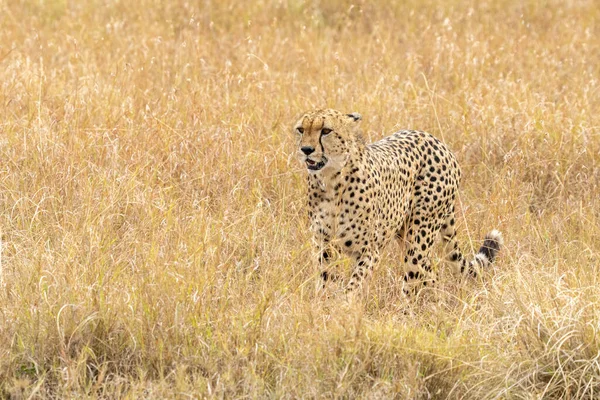 Horizontal Photograph Female Cheetah Acinonyx Jubatus Her Cubs Anthill Lookout — Stockfoto