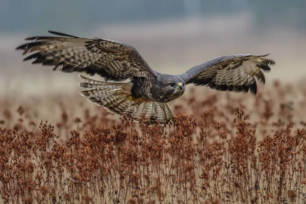 Birds Prey Common Buzzard Buteo Buteo —  Fotos de Stock