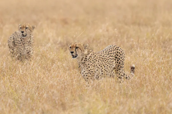 Horizontal Photograph Female Cheetah Acinonyx Jubatus Her Cubs Anthill Lookout — Stockfoto