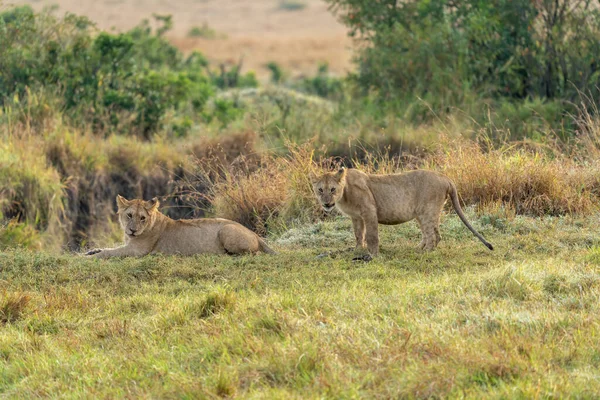 Großer Löwe Auf Savannengras Liegend Landschaft Mit Charakteristischen Bäumen Auf — Stockfoto