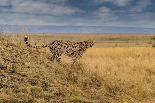 Horizontal Photograph Female Cheetah Acinonyx Jubatus Her Cubs Anthill Lookout — Foto Stock
