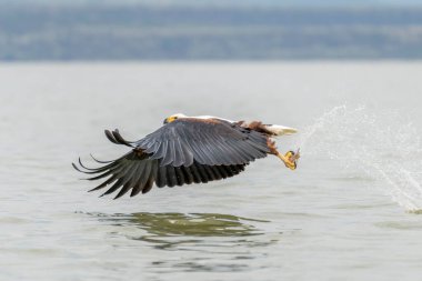 Afrika balık kartalı, Haliaeetus vocifer, beyaz başlı kahverengi kuş. Göl suyunun üstünde kartal uçuşu. Afrika doğasından vahşi yaşam sahnesi, Okavango deltası, Botswana, Afrika