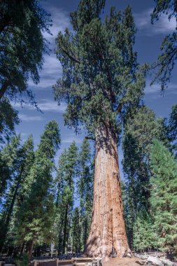 Bebek annesiyle ziyaret Sequoia national park California, ABD
