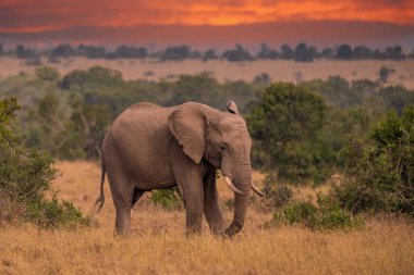 Afrika Bush Filleri 'nin Clsoe' si vahşi yaşam koruma alanında yolda yürüyor. Masai Mara, Kenya, Afrika.