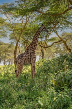 Giraffe in front Amboseli national park Kenya masai mara.(Giraffa reticulata) sunset.