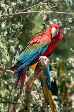Scarlet Macaws, Ara macao, kuş şube üzerinde oturuyor. Amerika papağanı papağan Kosta Rika. Olay yerinden mecburen orman seviyorum.